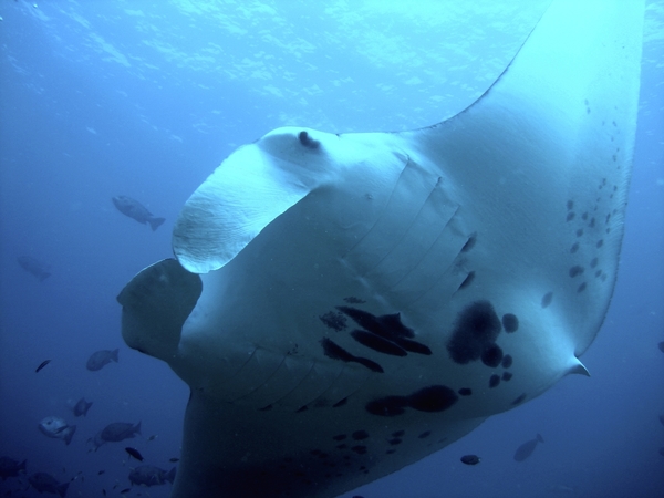 Reef manta
